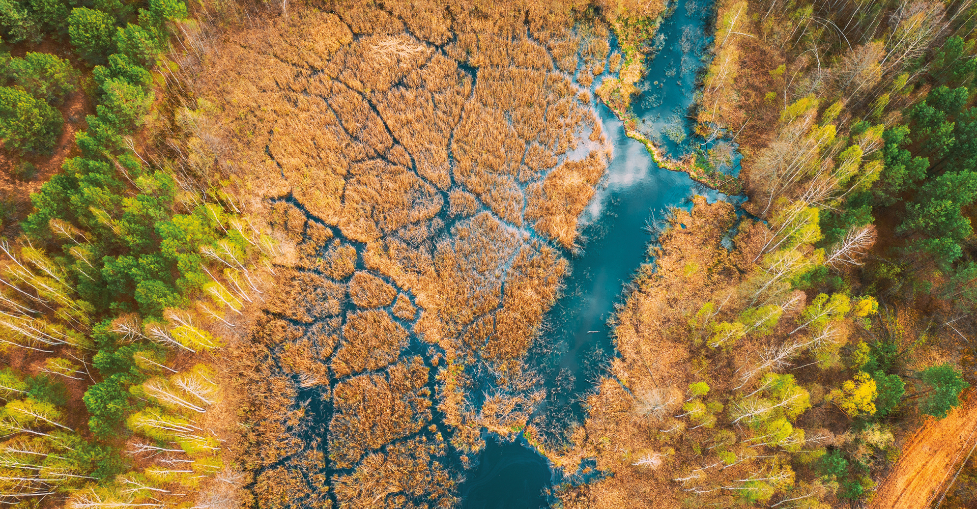 Immagine di una palude presa dall'alto molto verde.